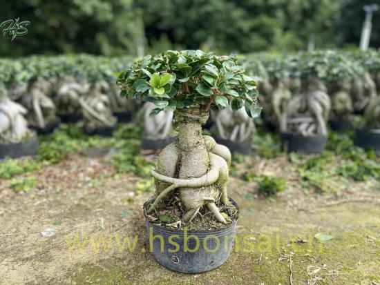 Ficus Miniature Microcarpa Ginseng Bonsai