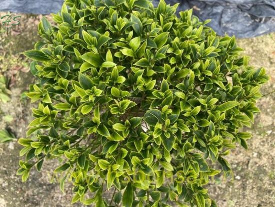Ficus Miniature Narrow Leaves Microcarpa Ginseng Bonsai