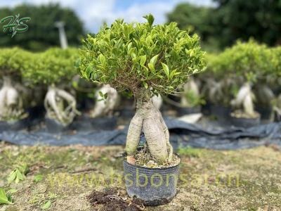 Ficus Miniature Narrow Leaves Microcarpa Ginseng Bonsai