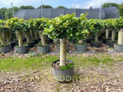 Ficus Miniature Single Trunk Microcarpa Ginseng Bonsai