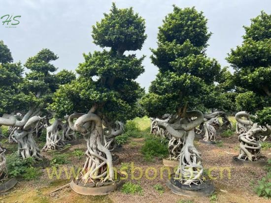 Dragon Shape Ficus Bonsai Tree Nursery