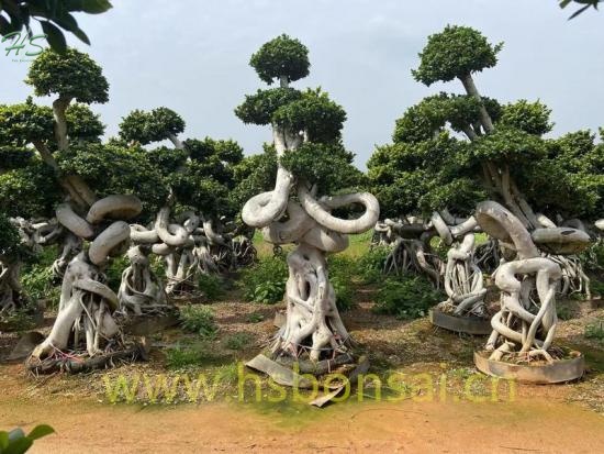 Landscaping Tree Outdoor Plants Dragon Shape