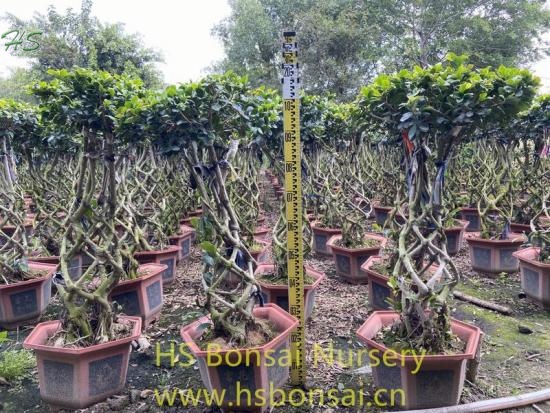 Real Alive Lantern Ficus Bonsai Tree