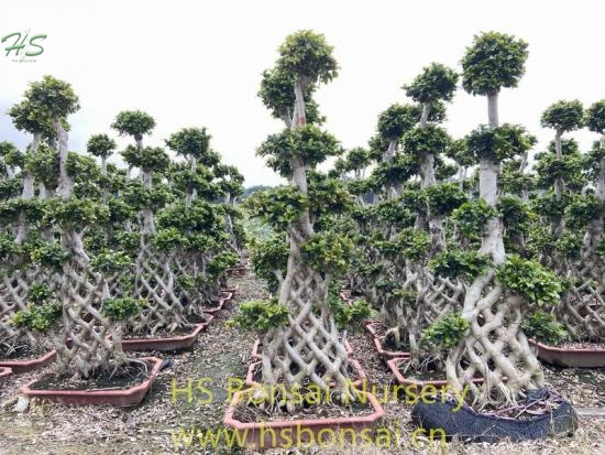 Chinese Root Net Shape Ficus Bonsai Tree