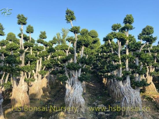 ficus aerial root bonsai tree