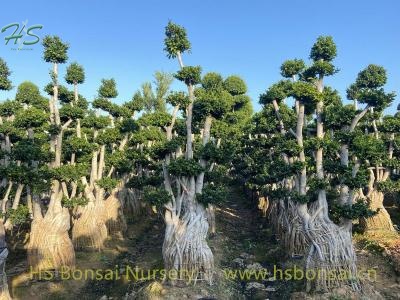 ficus aerial root bonsai tree