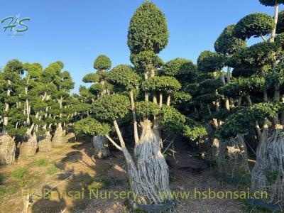 Aerial Root Ficus Religiosa