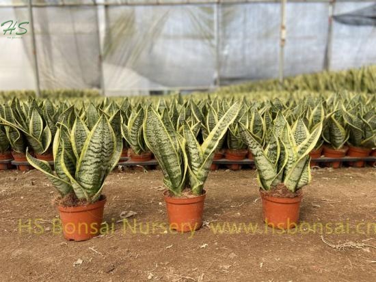 Snake Plant Sansevieria Trifasciata Superba