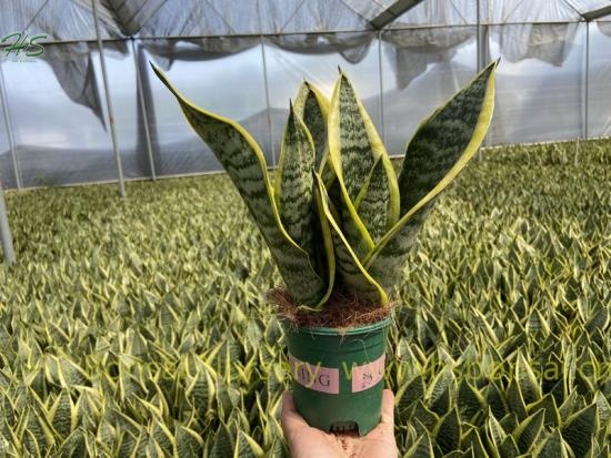 Top Quality Snake Plant Sansevieria Trifasciata Futura Superba