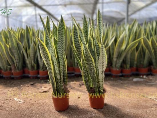 Top Quality Snake Plant Sansevieria Trifasciata Futura Laurentii