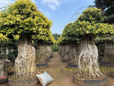 Colorful Ficus Aerial Root Bonsai Tree