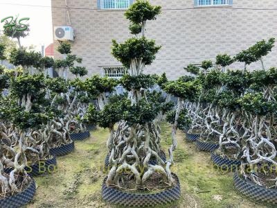 Combined 8 Shape Ficus Bonsai Tree types