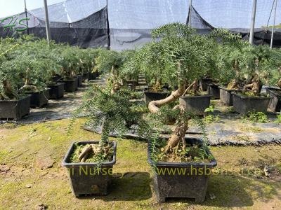 Araucaria Heterophylla Bonsai Plants Small Size