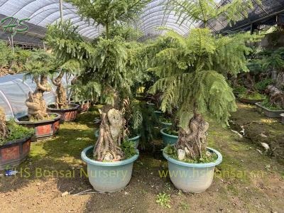 Unique Araucaria Heterophylla Mini Bonsai Tree