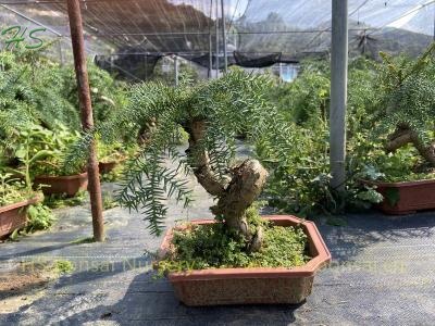 Araucaria Heterophylla Mini Bonsai Plants