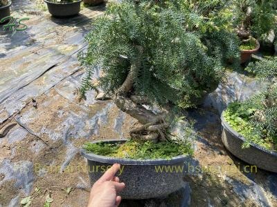 Araucaria Heterophylla Mini Bonsai Tree Plants