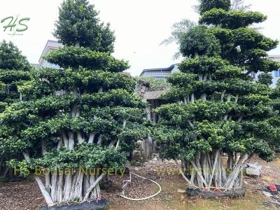 Multi Branch Ficus Microcarpa Forest Trees