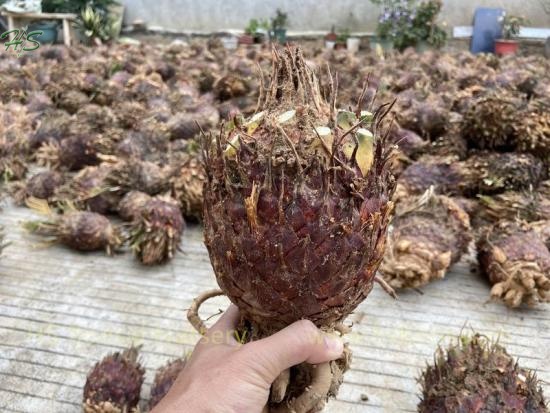 King Sago Palm Cycas Revoluta Bare Root