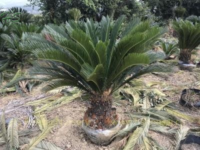 king sago palm cycas revoluta potted with leaves