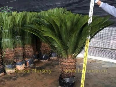 Tree Zamia King Sago Palm Cycas Revoluta Potted With Leaves