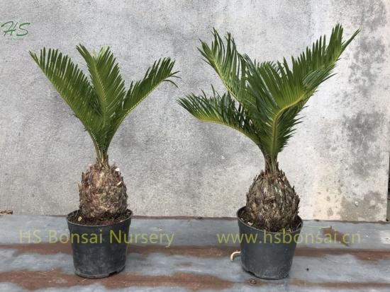 Natural Cycas Revoluta Bulb With Leaves