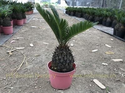Real Cycas Revoluta Bulb With Leaves