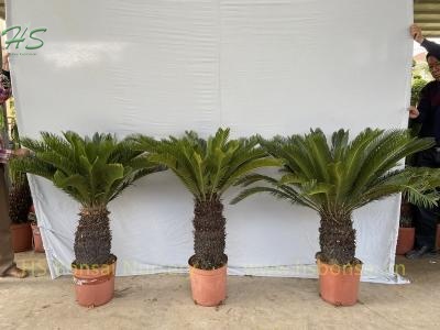 Natural Cycas Revoluta Bulb With Leaves