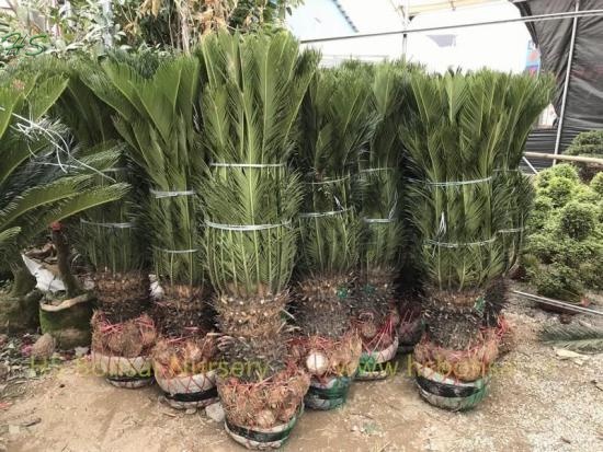 Wholesale Cycas Revoluta Potted With Leaves