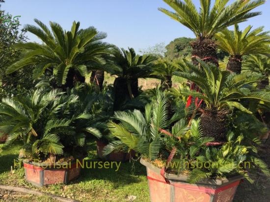 Combined Cycas Revoluta Multi Plant Without Leaves