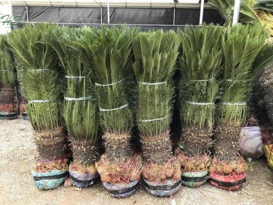 Wholesale Cycas Revoluta Potted With Leaves