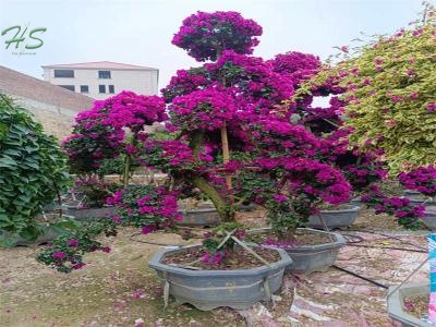 Wholesale Outdoor Bougainvillea Glabra