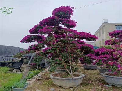 Wholesale  Bougainvillea Bonsai