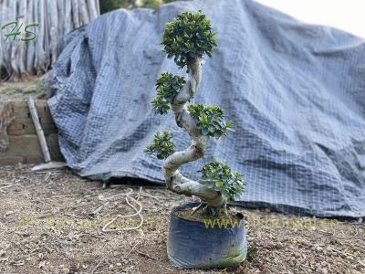 Round Leaves Ficus Microcarpa S Shape