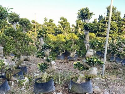 Yellow Leaves Ficus Microcarpa S Shape