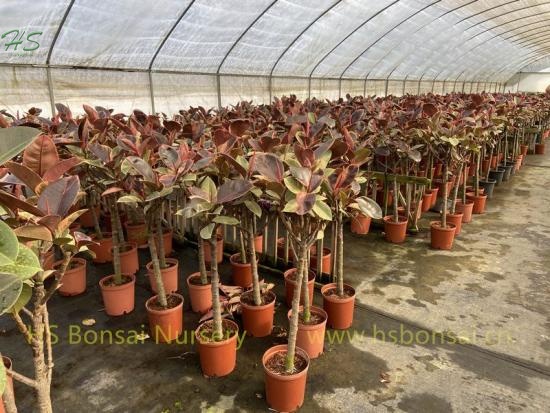 Wholesale Ficus Ruby-Belize Lollipop