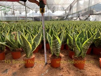 Snake Plant Sansevieria Trifasciata Futura Superba Bonsai