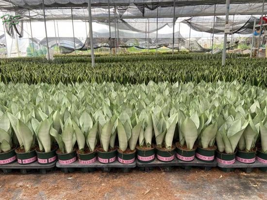 Top Quality Sansevieria Trifasciata Moonshine