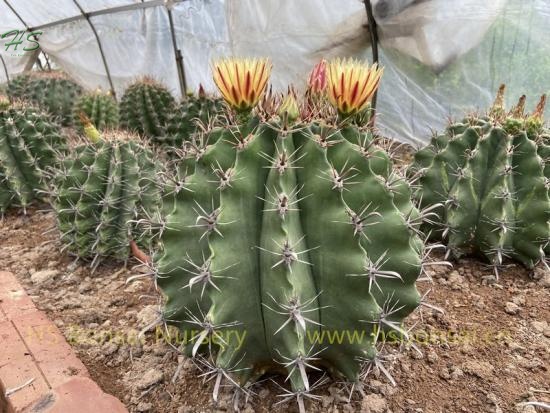 Plants of Ferocactus Peninsulae