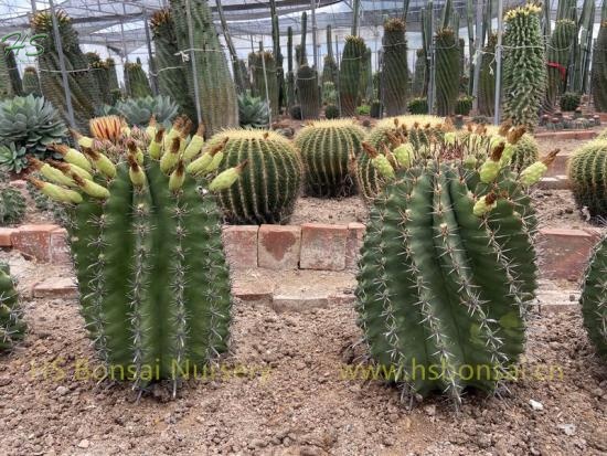 Real Plants Ferocactus Peninsulae