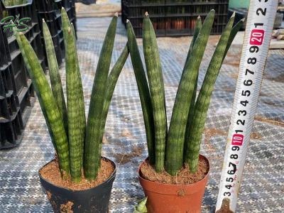 Wholesale Sansevieria Cylindrica bonsai