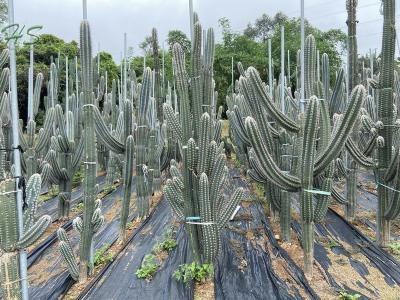 Old Man Cactus Pilosocereus leucocephalus