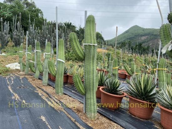 Bilberry Cactus Myrtillocactus Geometrizans