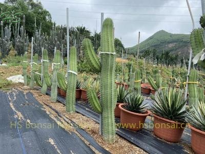 Bilberry Cactus Myrtillocactus Geometrizans