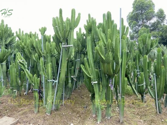 African Candelabra Cactus Euphorbia ammak