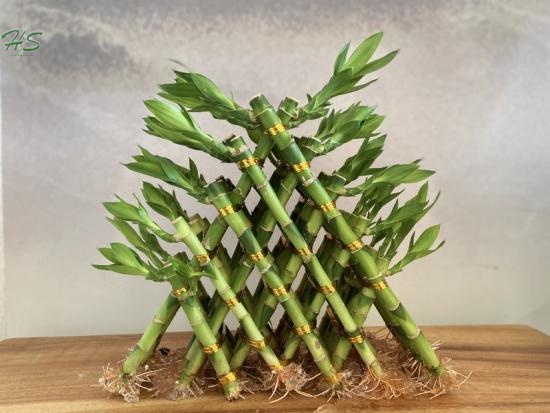 Lucky Bamboo Pyramid Shape