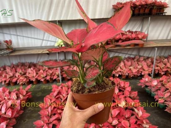 Aglaonema 'Sunrise Red'