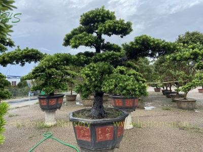 Podocarpus Costalis bonsai tree