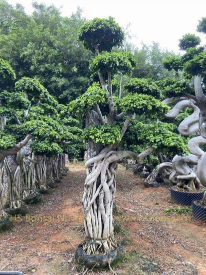 Unique Ficus Bonsai With Stone Grower