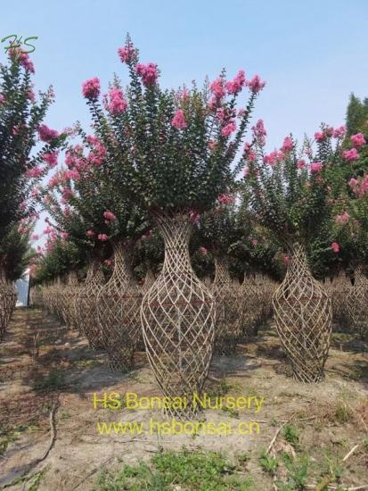 Lagerstroemia Indica Bottle Cage