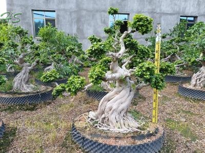Artistic Ficus Aerial Shima Root Bonsai